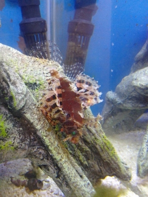 Fuzzy Dwarf Lion