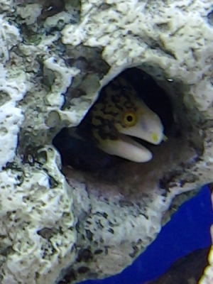 Snow Flake Eel