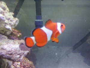Ocellaris Clown