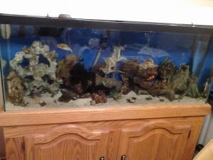55gal Tank
