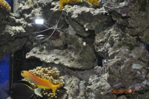Midas Blenny