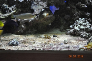 Wrasse