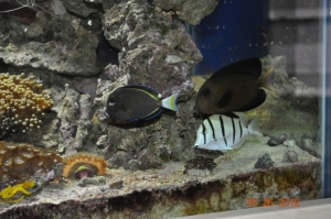 Chevron, Achilles,Convict
