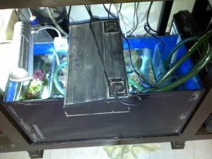 my sump was temperary home for my ex tank lr and corals