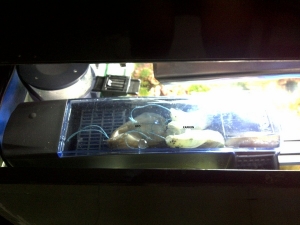 Sump....  the filter u can see is a cool filter i purchased from singapore which has 3 compartments, 1 has sponge that i change every week, another two has gfo and carbon.