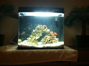 x1 Flame Angel
x1 (baby) Clarkii Clownfish (will most likely trade to my LFS for store credit, thinking about a picasso clownfish)
x1 Firefish
x1 Skunk Cleaner Shrimp