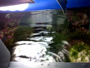 Refugium with LR and Toadstool algae....