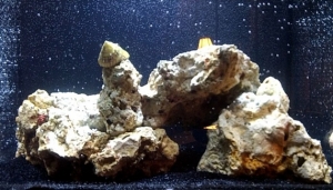 tank rock