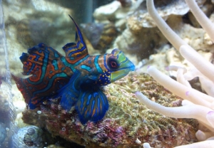 Poseidon