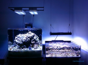 AI44 100 MXS100