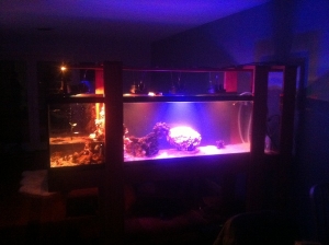 Showing off the range of colors with my custom LED lights