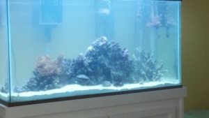setting up my new tank