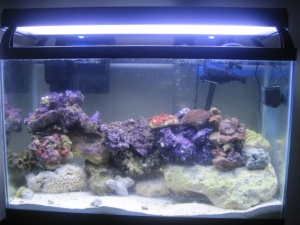 30 gal peaceful reef
