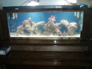 reef3