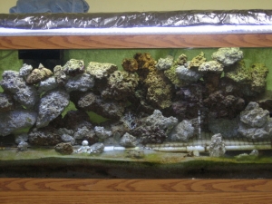 My nasty tank