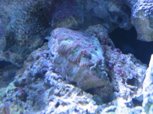 Brain frag.
