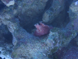 Finger leather frag.