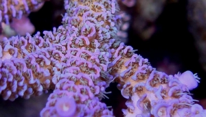 LE_canuck_prostrata_macro_2_