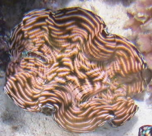 T.Derasa clam