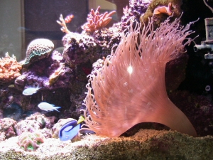 LTA Anemone