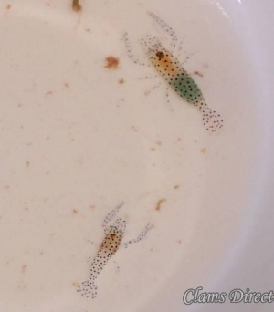 commensal shrimp clam