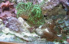 dont know what theese two corals are