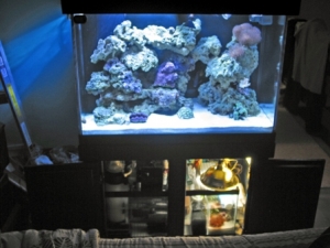 65 Gallon All-Glass with home made sump!
