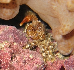crab002