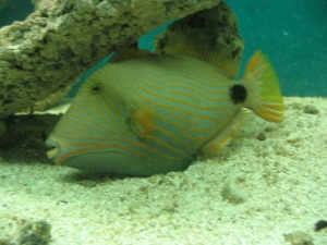Undulated triger