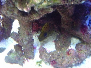 Fimbriated eel