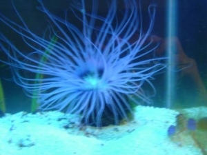 Tube anemone in itinic