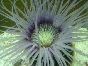 Tube anemone