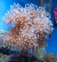 fish_tank_004