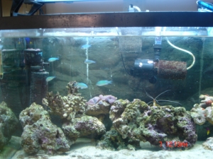 chromis are a great addition to the tank