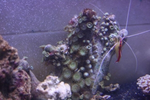 Shrimp and zoos