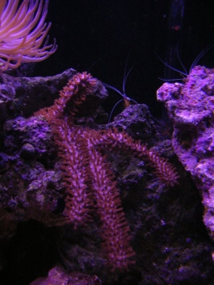 gorgonian