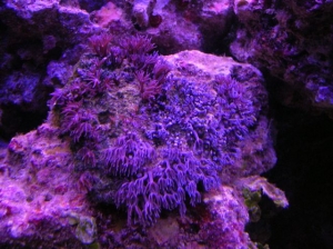 xenia