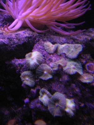 the shrooms