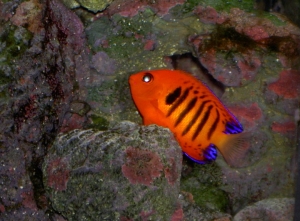 Flame Angelfish