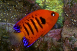 Flame Angelfish