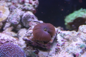 Pissed off frilly shroom