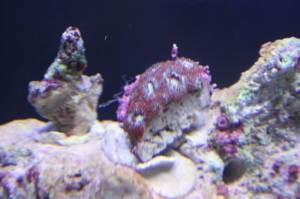 Toxic Spill Micro
