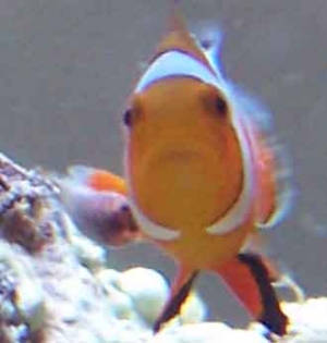 critter on clownfish