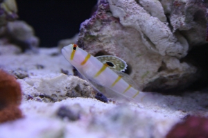 Fishtanks_033