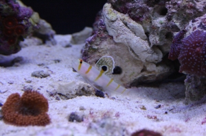 Fishtanks_032