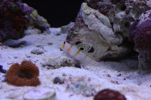Fishtanks_0201