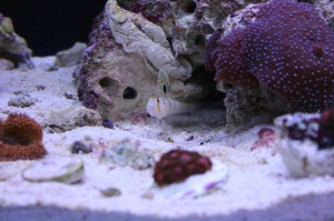 Fishtanks_0081