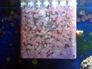 May Overflow coralline growth