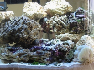 My 29 Gal