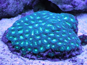 Favia Brain